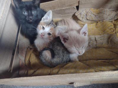 Varios Mascotas y Animales Gatitos en adopcin.