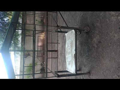 Varios Mascotas y Animales Venta