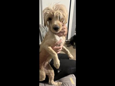 Varios Mascotas y Animales Se extravio Peludo!