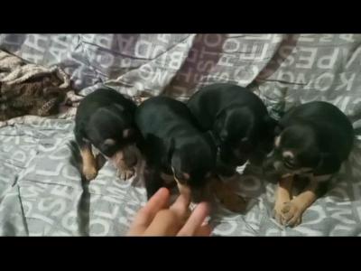 Varios Mascotas y Animales Cachorro pincher